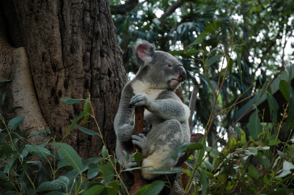 Koala